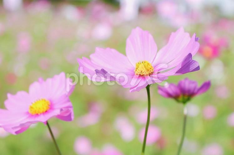 ピンクのコスモス No 写真素材なら 写真ac 無料 フリー ダウンロードok