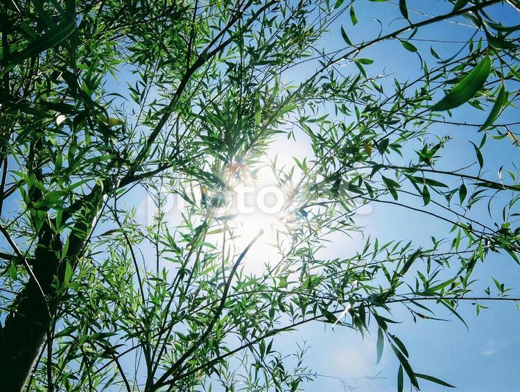 木漏れ日8 木漏れ日,木洩れ日,自然の写真素材