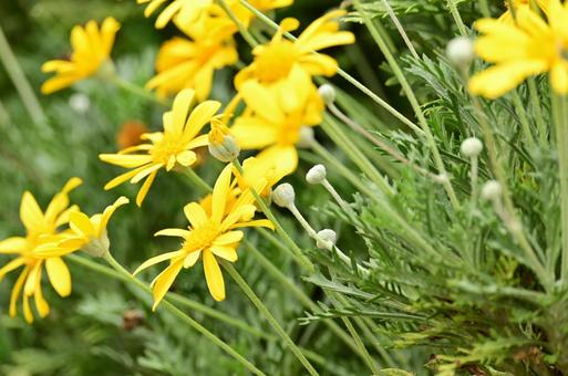 秋の山下公園花壇 秋の山下公園花壇の写真