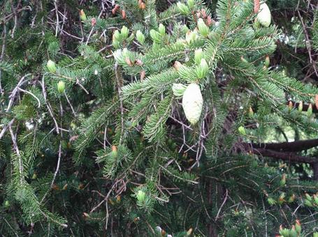 松ぼっくりの写真