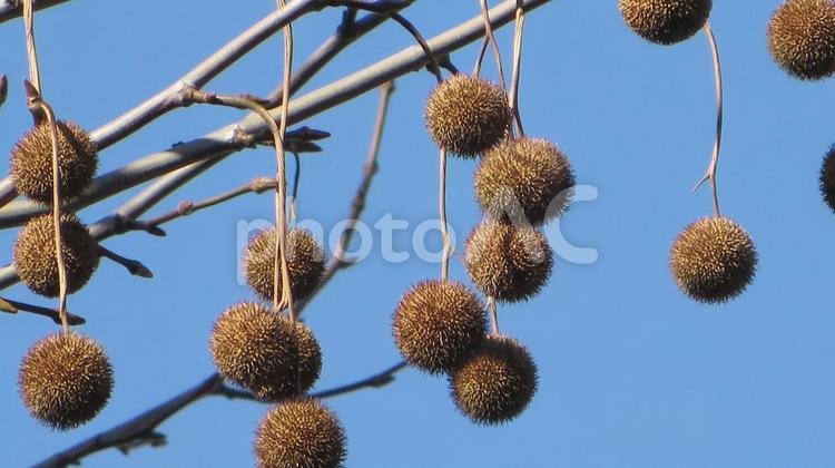 プラタナスの実と青空 プラタナス,木の実,木陰の写真素材