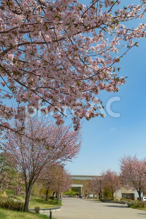 城址公園の桜 花,植物,木の写真素材