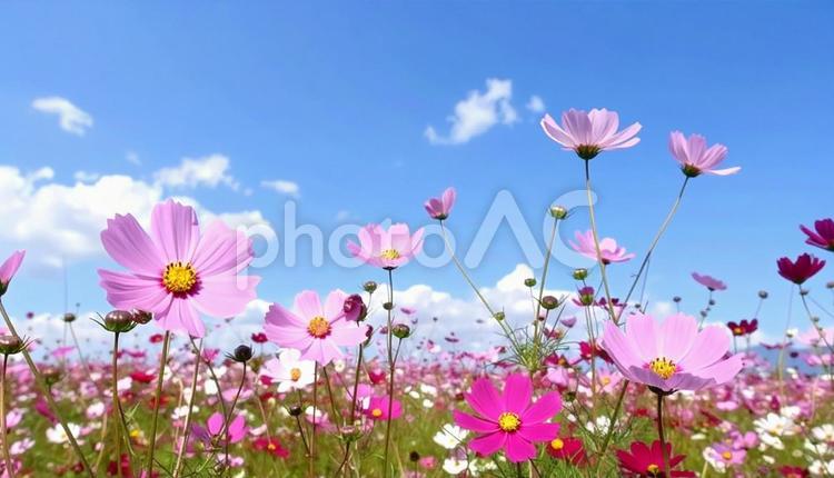 ピンク色のコスモスと青い空 コスモス,青空,花畑の写真素材