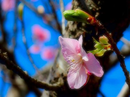 桜 桜の写真
