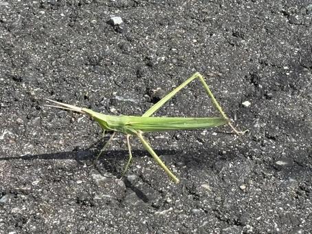 道路で一休みするショウリョウバッタ 道路で一休みするショウリョウバッタの写真