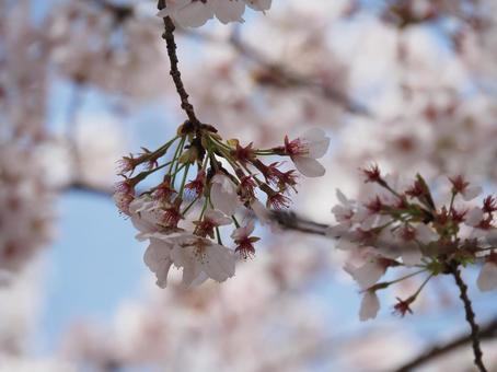 桜の花 桜の花の写真