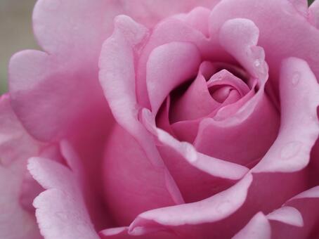 ラベンダー色のバラ　夜来香⑫ バラ,薔薇,花の写真素材