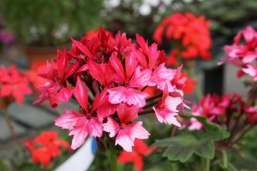 センテッドゼラニウム センテッドゼラニウム マクロ,センテッドゼラニウム,flowerの写真素材
