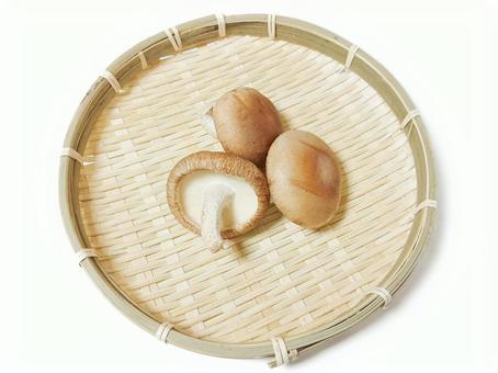 しいたけ しいたけ しいたけ,椎茸,きのこの写真素材