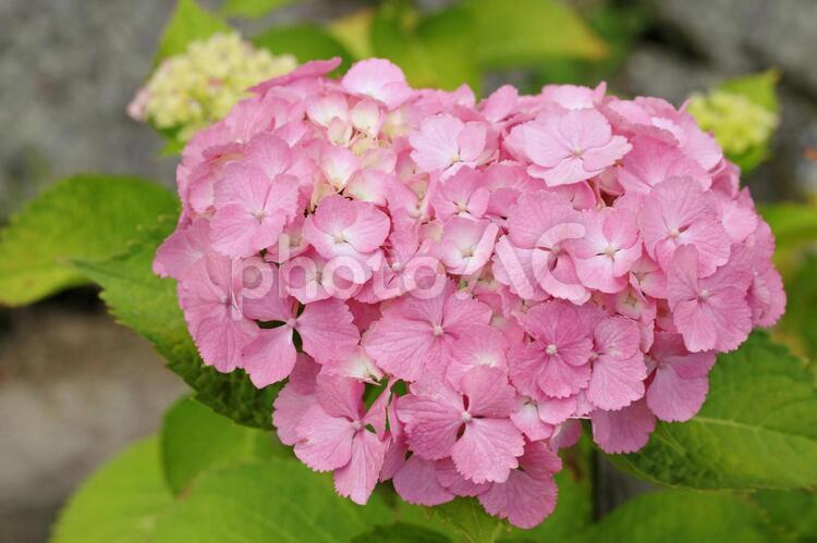 ハートあじさい　ピンク1 夏,花,あじさいの写真素材
