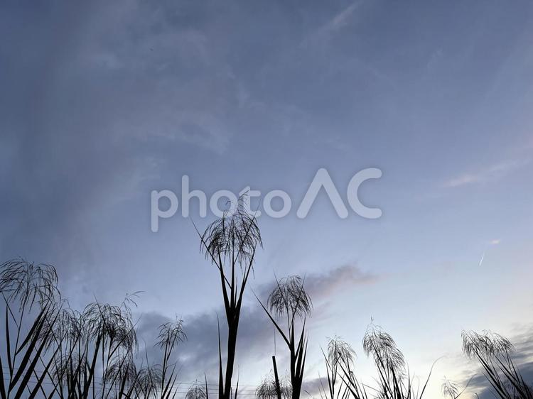 夕暮れ時の草木のシルエット 夕暮れ,草,シルエットの写真素材