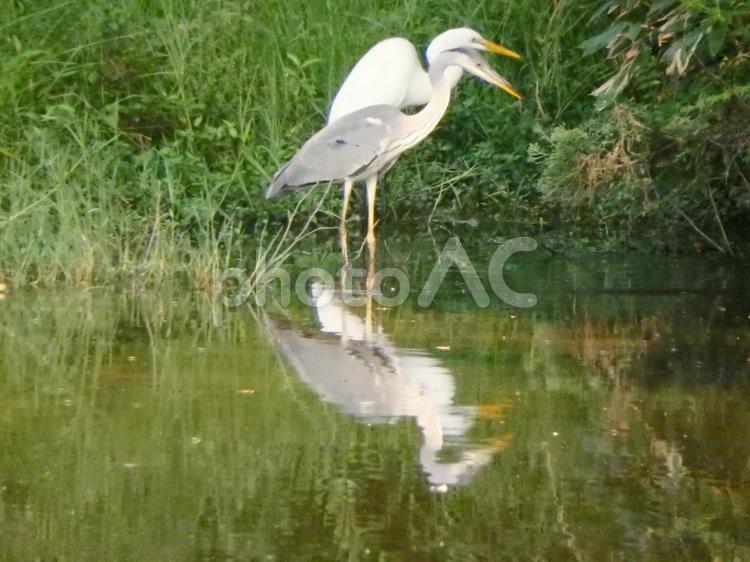 ダイサギとアオサギ ダイサギ,鳥,鳥類の写真素材