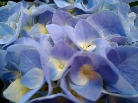 青い紫陽花の写真