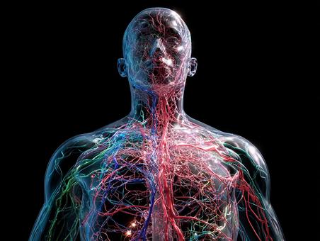 健康と病気を学ぶ解剖学の図 健康と病気を学ぶ解剖学の図の写真
