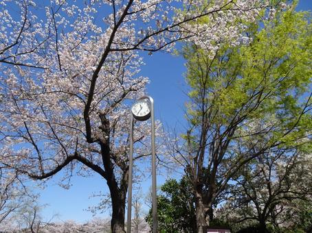 Photo, funabashi অ্যান্ডারসনকে পার্ক, এপ্রিল, ফানাবাশি সিটি, চিবা প্রিফেকচার, 