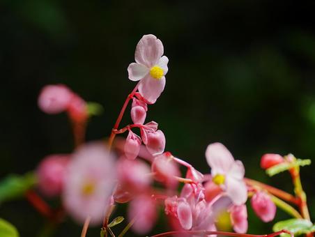 秋・旬の花【シュウカイドウ】 シュウカイドウ,秋の花,旬の花の写真素材