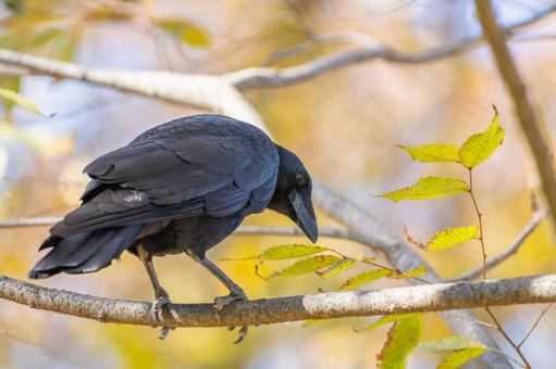 枝にとまるカラス 枝にとまるカラス カラス,鳥,動物の写真素材