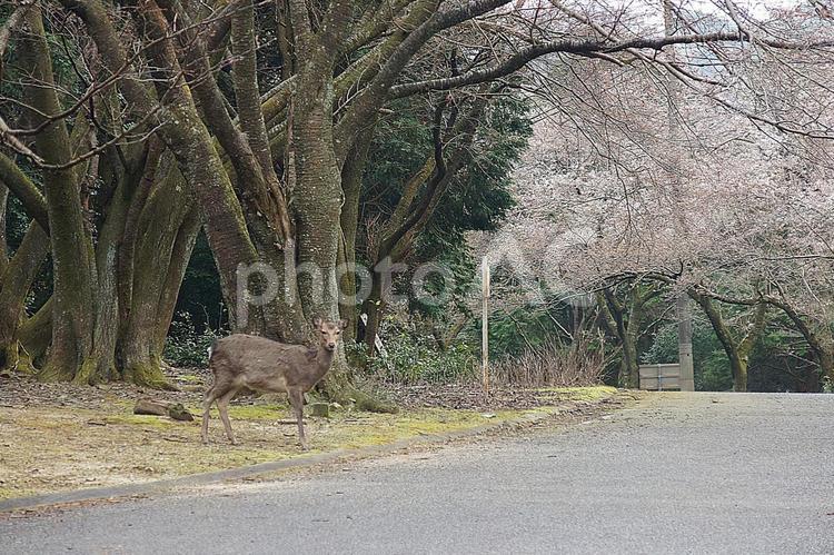 諭鶴羽ダム3　鹿と桜 兵庫県,南あわじ市,諭鶴羽ダムの写真素材