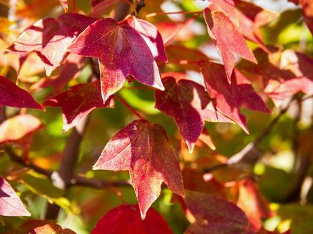 クローズアップ（トウカエデの紅葉） 紅葉,秋,11月の写真素材