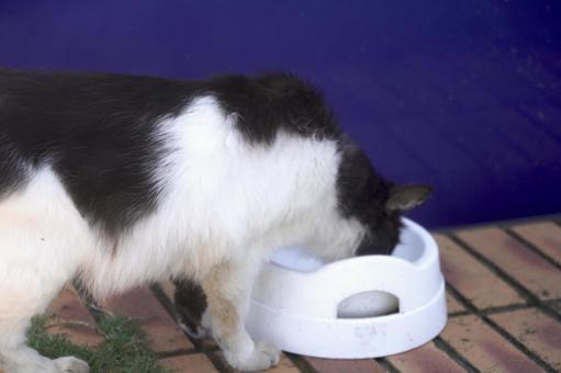 Photo, cat, stray cat, regional cat, 