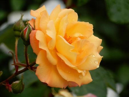 【薔薇の写真】バラの花 【薔薇の写真】バラの花の写真