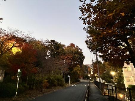 百草団地の紅葉 百草団地,紅葉,秋の写真素材