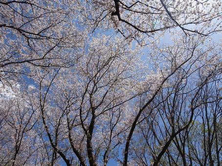 Photo, april, cherry blossoms, petal, 