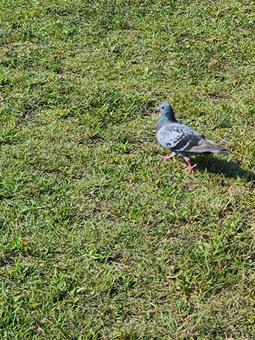 鳩 鳩の写真