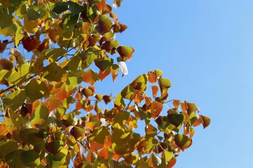 紅葉途中のナンキンハゼの葉と空 ナンキンハゼ,木,紅葉の写真素材