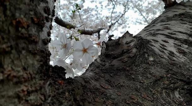 老木の幹から覗く満開の桜たち 老木の幹から覗く満開の桜たちの写真