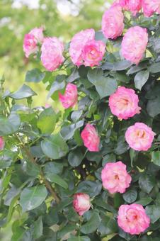 綺麗なピンクのバラの花 縦 綺麗なピンクのバラの花 縦の写真