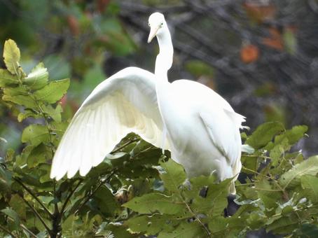 木の上でバランスをとるダイサギ 鳥,野鳥,ダイサギの写真素材