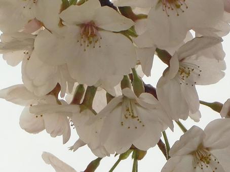 Cherry blossom blur background-6, JPG