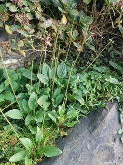 雑草 雑草の写真