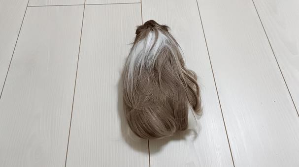 モルモットの後ろ姿 モルモット,ペット,後ろ姿の写真素材