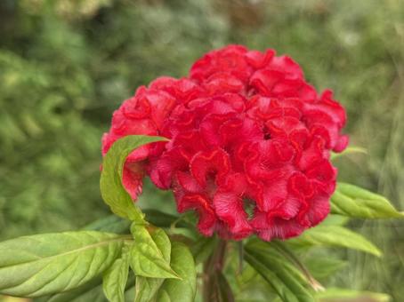 赤いケイトウの花 赤いケイトウの花の写真