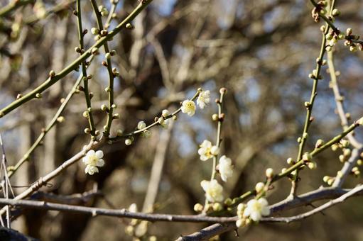 Photo, spring, white plum, merlin, 
