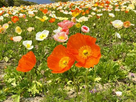 ポピーの花咲く春の丘 ポピー,花,満開の写真素材