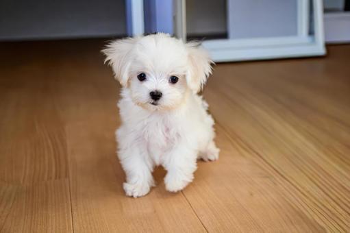 なんにでも興味津々のマルチーズ なんにでも興味津々のマルチーズ マルチーズ,パピー,幼犬の写真素材
