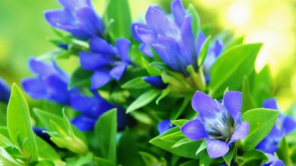 秋の花-319 秋の花-319の写真
