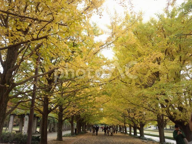 銀杏並木 ブランチ,メープル,並木の写真素材