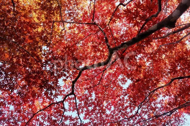 秋の風景11 秋,紅葉,もみじの写真素材