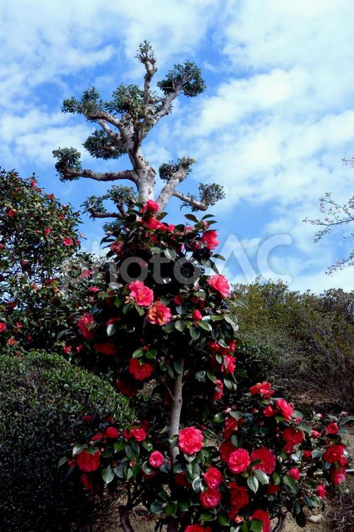青空とサザンカ さざんか,サザンカ,チャドクガの写真素材