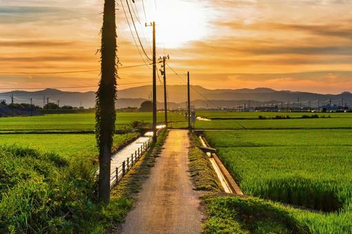 夕焼け空と田んぼ広がる日本ののどかな農道 夕焼け,田舎,田んぼの写真素材
