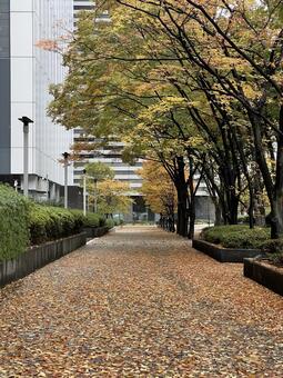 ビルの谷間雨上がりの落ち葉 落ち葉,ビル,雨上がりの写真素材