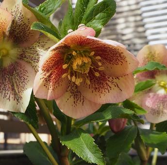 クリスマスローズの花の写真