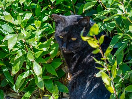 Close-up of a black cat, JPG