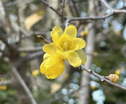 ロウバイの写真