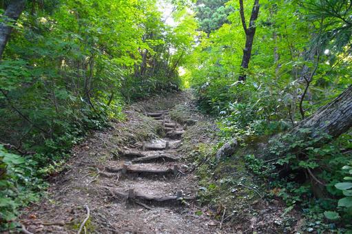 剱岳・早月尾根の樹林帯の登山道 剱岳・早月尾根の樹林帯の登山道 剱岳,登山道,トレイルの写真素材