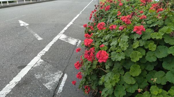 路上に咲く赤い花 路上に咲く赤い花の写真